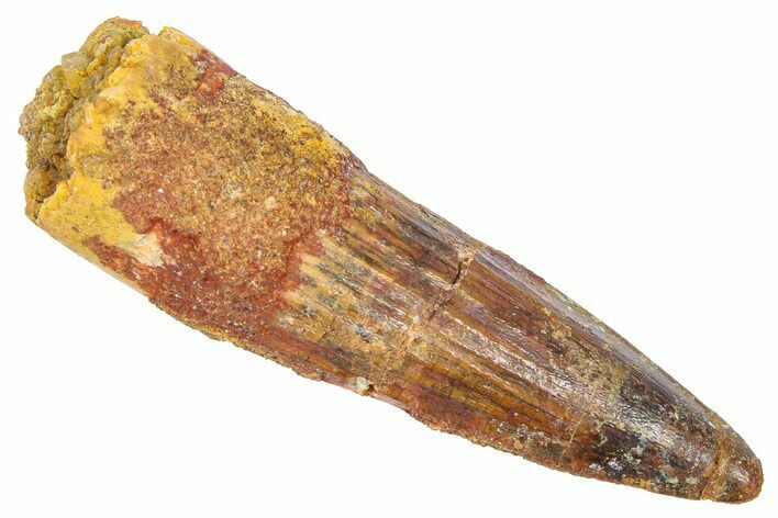 Fossil Spinosaurus Tooth - Real Dinosaur Tooth #382326